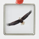 Recherche de aigle ornements Rapace