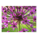 Suche nach allium poster Natur