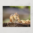 Suche nach chipmunk postkarten Natur