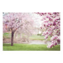 Suche nach magnolienbaum poster Foto