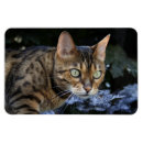 Suche nach bengalische katze magnete Katzen