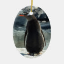 Recherche de gentoo Oiseau