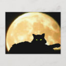 Recherche de spooky Cats