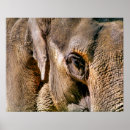 Recherche de photographic posters Animals