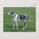 Suche nach great dane poster Harlequin
