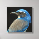 Suche nach blaues jay leinwandbilder Tiere