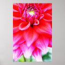 Recherche de dahlia rouge posters Nature