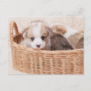 Suche nach niedlicher corgi postkarten Pembroke schweißkorgi