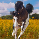 Recherche de chevaux photo sculptures Galop