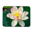 Recherche de fleur lotus magnets Water