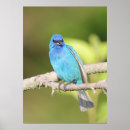 Recherche de oiseau chanteur posters Nature