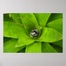 Suche nach bromeliad poster Foto