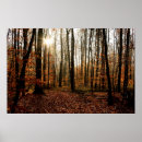 Suche nach sunbeams Wald