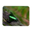 Recherche de émeraude magnets Pour tous