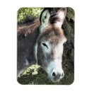 Recherche de ânes magnets Mignon