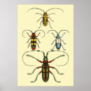 Suche nach beetle poster Insects