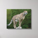 Suche nach gepard leinwandbilder Modern