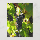 Recherche de raisin cartes postales Moisson