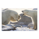 Suche nach verhalten poster Winter