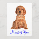 Suche nach cocker spaniel hund poster Liebe