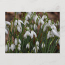 Recherche de snowdrops cartes postales Floral