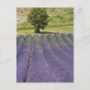 Recherche de productions cartes postales Fleur