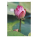 Suche nach lotus blüte poster Pink