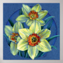 Recherche de daffodil posters Jaune