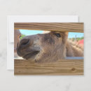 Recherche de ânes cartes postales Mignon