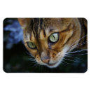 Suche nach bengalische katze magnete Katzen