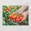 Suche nach frische kirschen postkarten Biologisch
