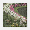 Suche nach heide magnete Blume
