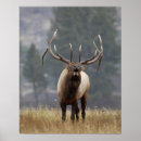 Recherche de bramante posters Parc national