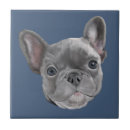 Recherche de bouledogue carreaux Frenchie