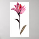 Suche nach blumenaquarell poster Botanisch