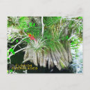 Suche nach mangroven poster Pflanze