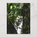 Suche nach regenwald postkarten Wasserfall