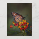 Recherche de papillon tropical cartes postales Animal