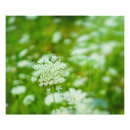 Suche nach königin anne poster Blume