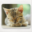 Suche nach miezekatze mousepads Kätzchen