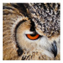 Recherche de hibou posters Animaux