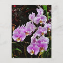 Suche nach lila der orchidee postkarten Sommer