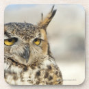 Suche nach bubo virginianus Wild lebende tiere