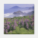 Suche nach lupine magnete Blüte