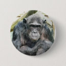 Recherche de chimpanzé badges Animal