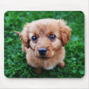 Suche nach sitzender hund mousepads Hunde
