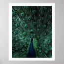 Suche nach pfau foto poster Fotografie