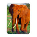 Recherche de défenses magnets Éléphant