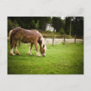 Recherche de cheval belge cartes postales Équine