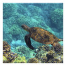 Recherche de tortue posters Eau